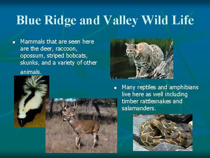 Blue Ridge and Valley Wild Life n Mammals that are seen here are the