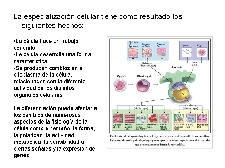 La especialización celular tiene como resultado los siguientes hechos: • La célula hace un