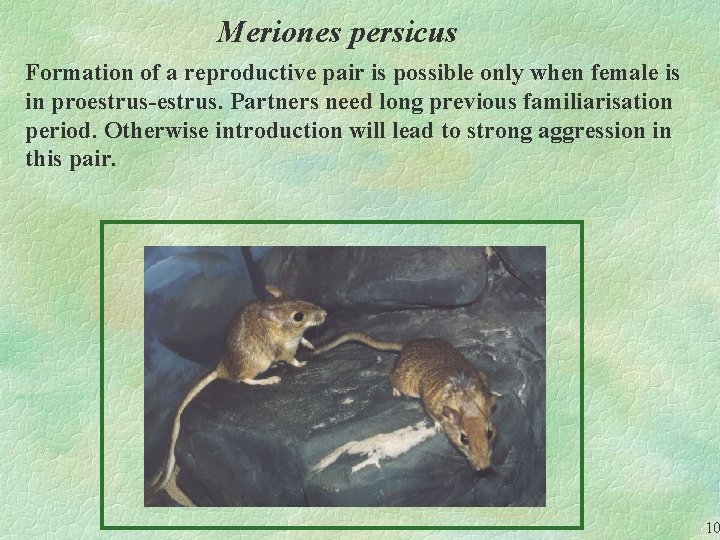 Meriones persicus Formation of a reproductive pair is possible only when female is in