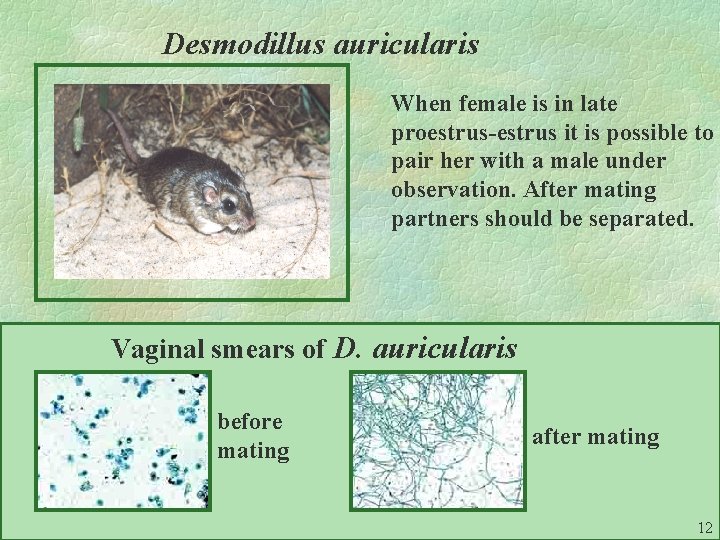 Desmodillus auricularis When female is in late proestrus-estrus it is possible to pair her
