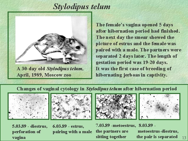 Stylodipus telum A 30 -day old Stylodipus telum, April, 1989, Moscow zoo The female’s