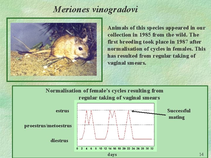Meriones vinogradovi Animals of this species appeared in our collection in 1985 from the