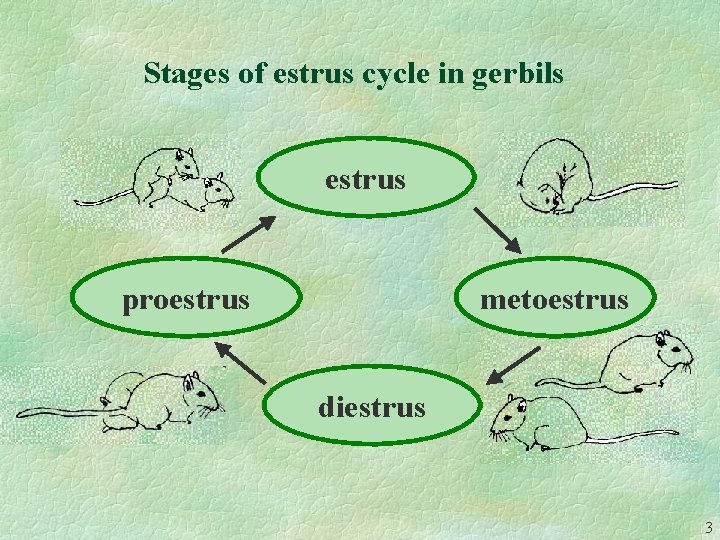Stages of estrus cycle in gerbils estrus proestrus metoestrus diestrus 3 