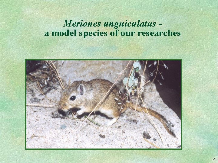 Meriones unguiculatus a model species of our researches 4 