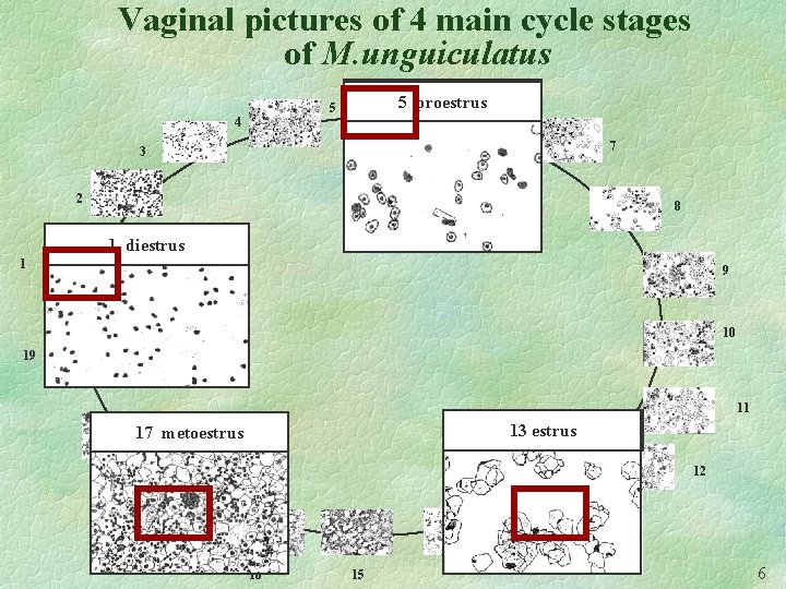Vaginal pictures of 4 main cycle stages of M. unguiculatus 6 5 proestrus 5