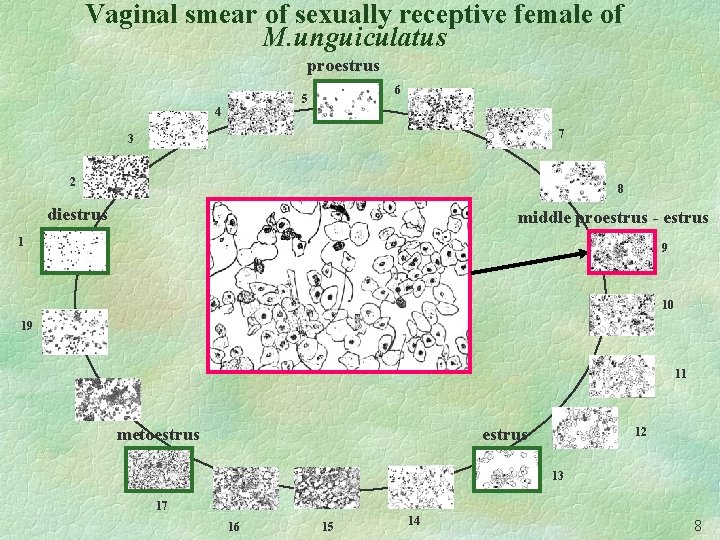 Vaginal smear of sexually receptive female of M. unguiculatus proestrus 6 5 4 7