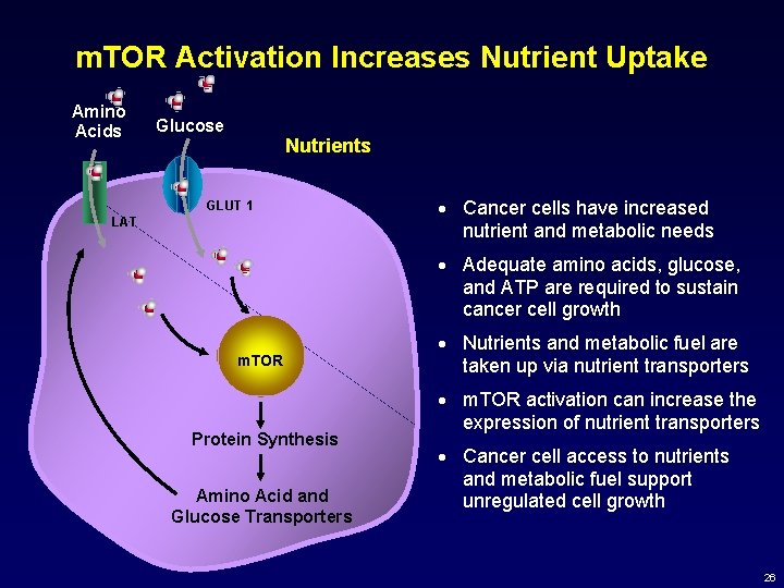 m. TOR Activation Increases Nutrient Uptake Amino Acids Glucose Nutrients GLUT 1 LAT ·