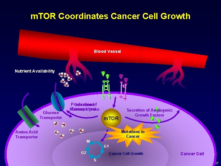 m. TOR Coordinates Cancer Cell Growth Blood Vessel Nutrient Availability Glucose Transporter Production Increasedof