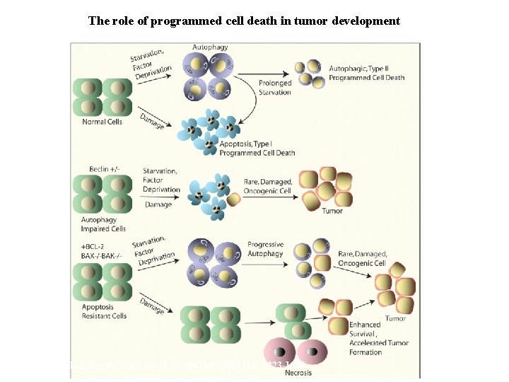 The role of programmed cell death in tumor development Deirdre A. Nelson et al.