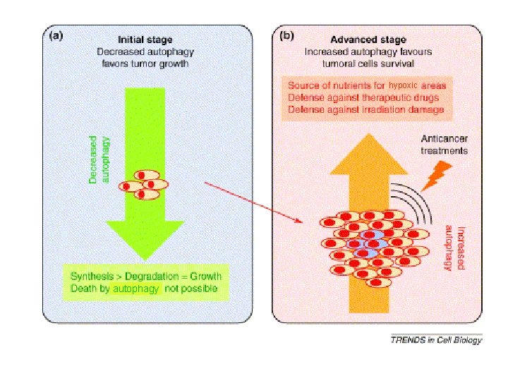 hypoxic autophagy 