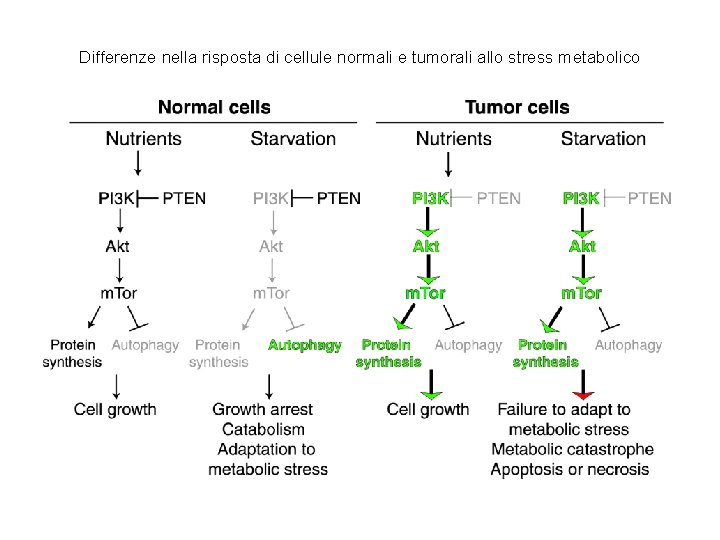 Differenze nella risposta di cellule normali e tumorali allo stress metabolico 