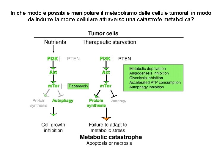In che modo è possibile manipolare il metabolismo delle cellule tumorali in modo da