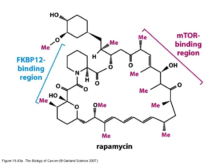 Figure 16. 43 a The Biology of Cancer (© Garland Science 2007) 