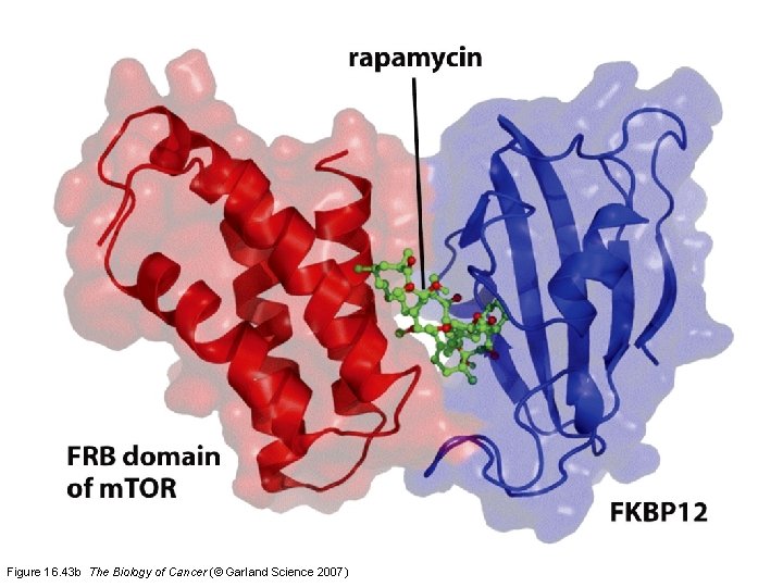 Figure 16. 43 b The Biology of Cancer (© Garland Science 2007) 