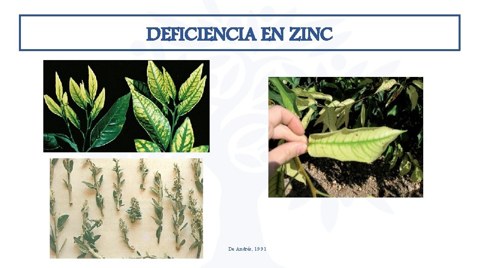 DEFICIENCIA EN ZINC De Andrés, 1991 DEFICIENCIA EN ZINC De Andrés, 1991