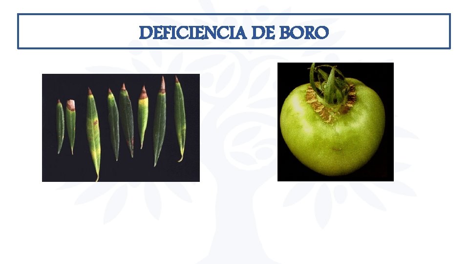 DEFICIENCIA DE BORO DEFICIENCIA DE BORO