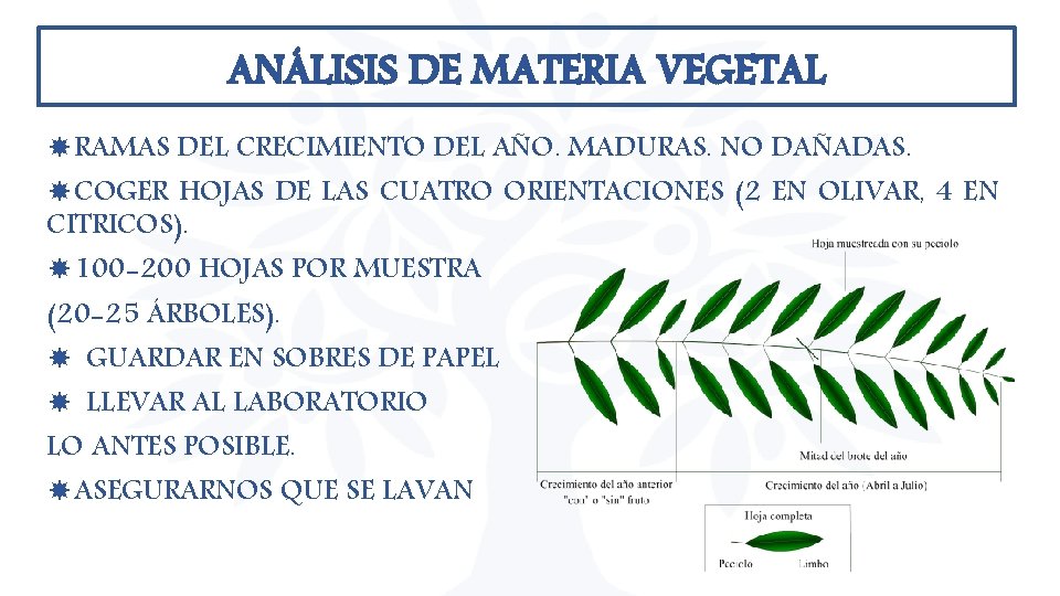 ANÁLISIS DE MATERIA VEGETAL RAMAS DEL CRECIMIENTO DEL AÑO. MADURAS. NO DAÑADAS. COGER HOJAS ANÁLISIS DE MATERIA VEGETAL RAMAS DEL CRECIMIENTO DEL AÑO. MADURAS. NO DAÑADAS. COGER HOJAS