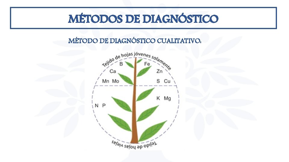 MÉTODOS DE DIAGNÓSTICO MÉTODO DE DIAGNÓSTICO CUALITATIVO: MÉTODOS DE DIAGNÓSTICO MÉTODO DE DIAGNÓSTICO CUALITATIVO: