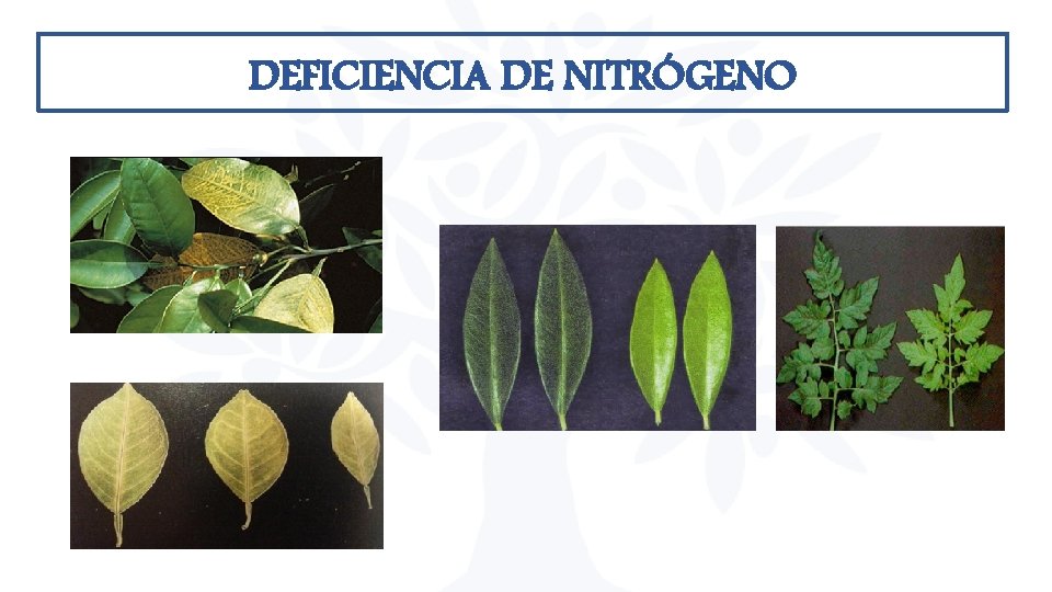 DEFICIENCIA DE NITRÓGENO DEFICIENCIA DE NITRÓGENO