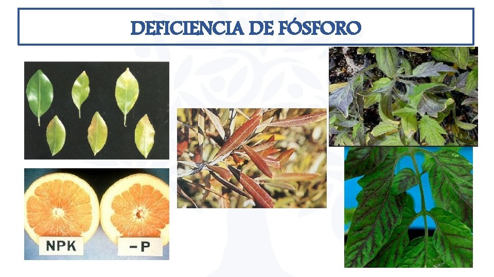 DEFICIENCIA DE FÓSFORO DEFICIENCIA DE FÓSFORO