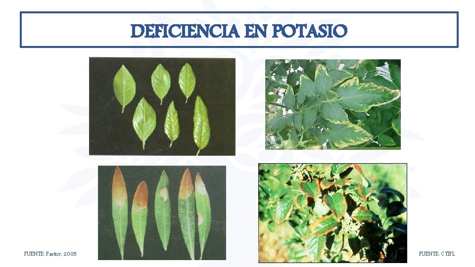DEFICIENCIA EN POTASIO FUENTE: Pastor, 2005 FUENTE: CTIFL DEFICIENCIA EN POTASIO FUENTE: Pastor, 2005 FUENTE: CTIFL