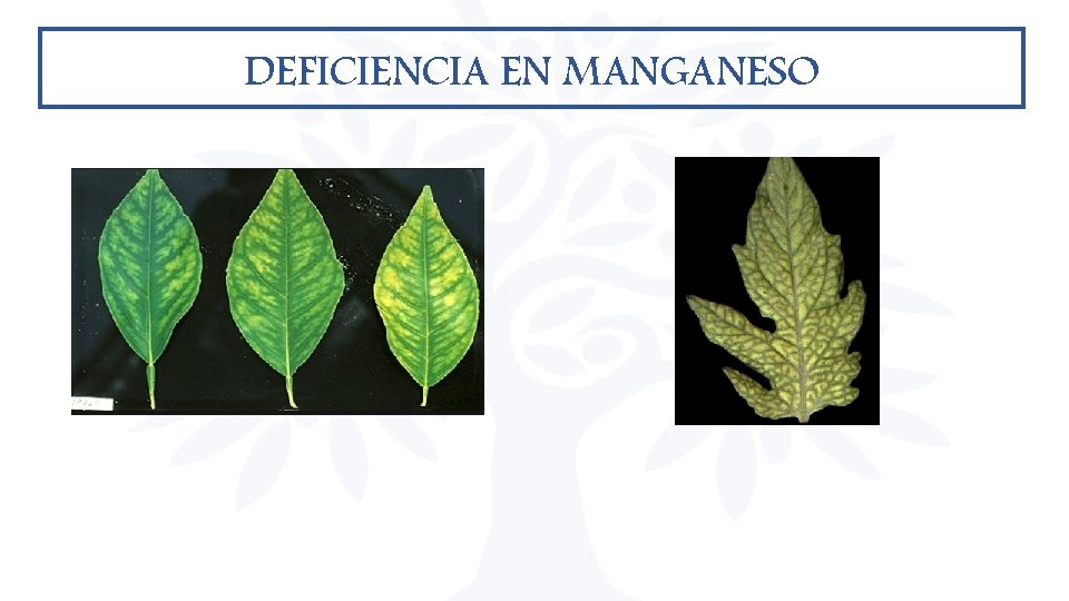 DEFICIENCIA EN MANGANESO DEFICIENCIA EN MANGANESO