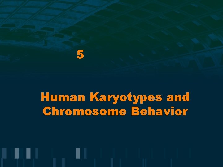 5 Human Karyotypes and Chromosome Behavior 