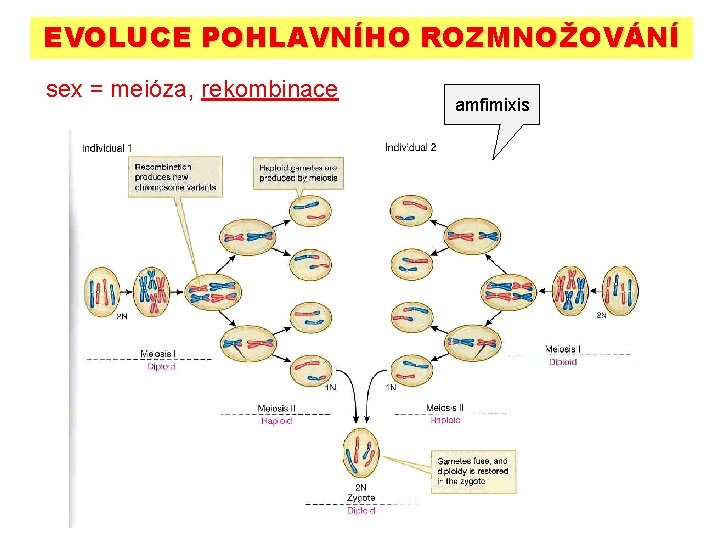 EVOLUCE POHLAVNÍHO ROZMNOŽOVÁNÍ sex = meióza, rekombinace amfimixis 