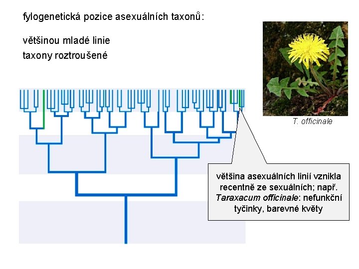 fylogenetická pozice asexuálních taxonů: většinou mladé linie taxony roztroušené T. officinale většina asexuálních linií