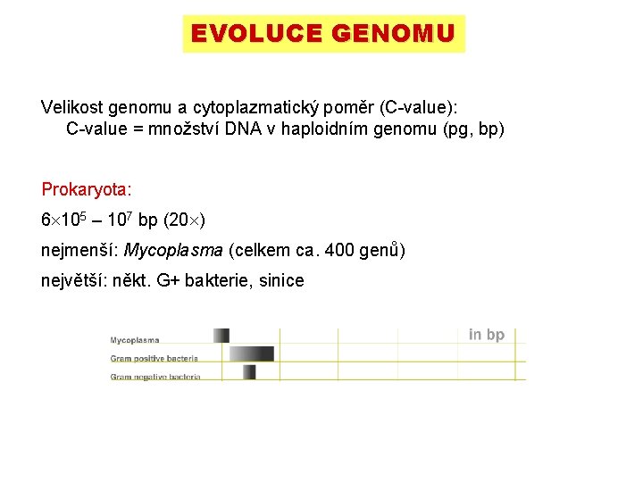 EVOLUCE GENOMU Velikost genomu a cytoplazmatický poměr (C-value): C-value = množství DNA v haploidním