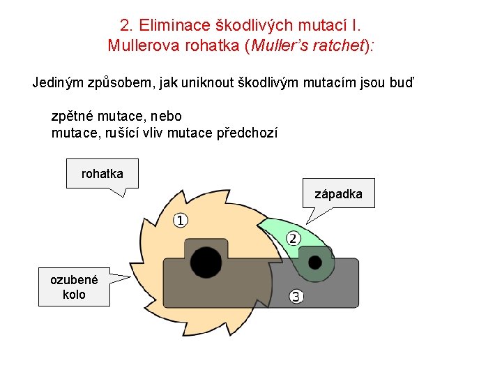 2. Eliminace škodlivých mutací I. Mullerova rohatka (Muller’s ratchet): Jediným způsobem, jak uniknout škodlivým