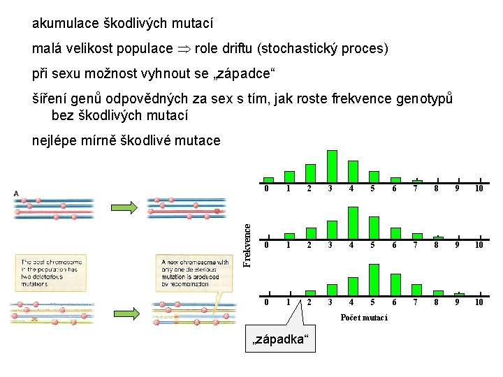 akumulace škodlivých mutací malá velikost populace role driftu (stochastický proces) při sexu možnost vyhnout