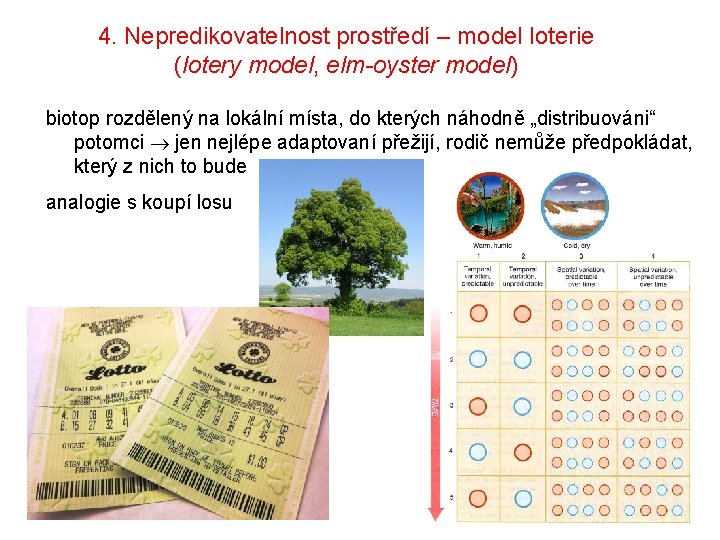 4. Nepredikovatelnost prostředí – model loterie (lotery model, elm-oyster model) biotop rozdělený na lokální