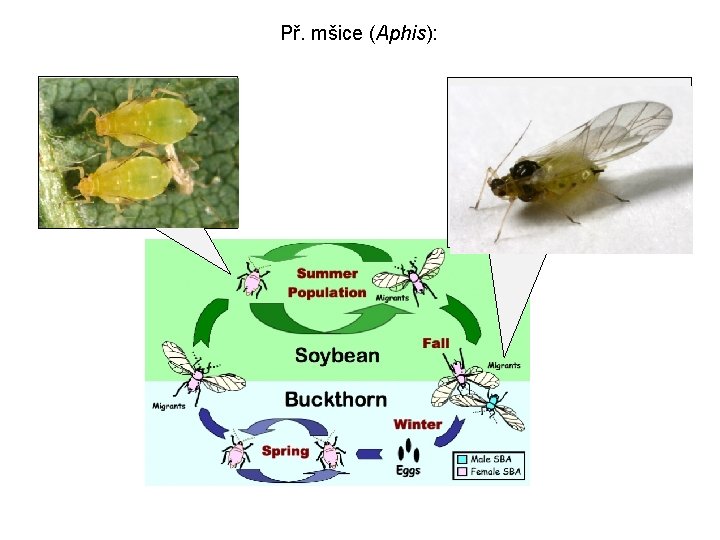 Př. mšice (Aphis): 