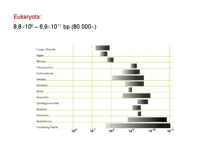 Eukaryota: 8, 8 106 – 6, 9 1011 bp (80 000 ) 