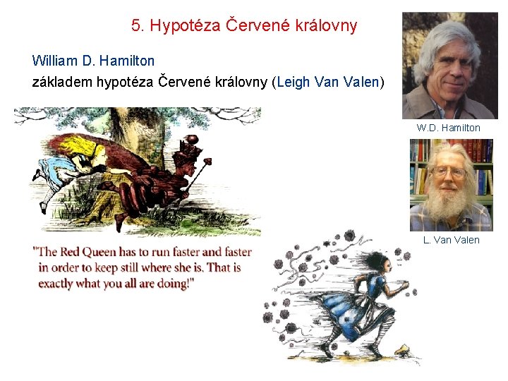 5. Hypotéza Červené královny William D. Hamilton základem hypotéza Červené královny (Leigh Van Valen)