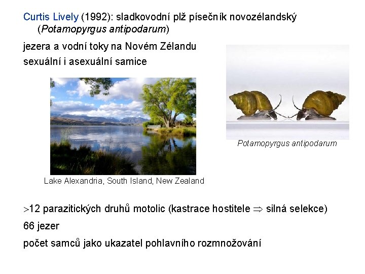 Curtis Lively (1992): sladkovodní plž písečník novozélandský (Potamopyrgus antipodarum) jezera a vodní toky na