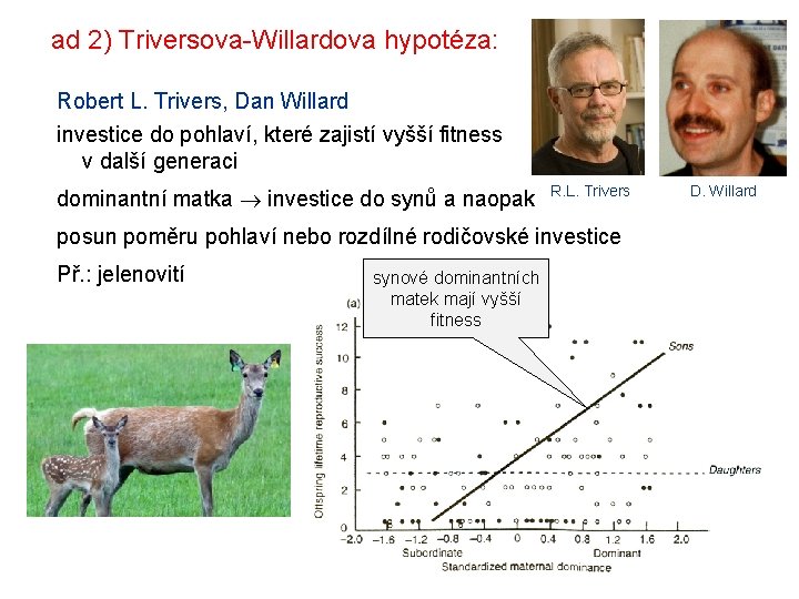ad 2) Triversova-Willardova hypotéza: Robert L. Trivers, Dan Willard investice do pohlaví, které zajistí
