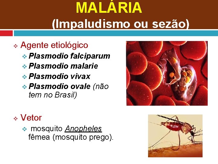 MALÁRIA (Impaludismo ou sezão) v Agente etiológico v Plasmodio falciparum v Plasmodio malarie v