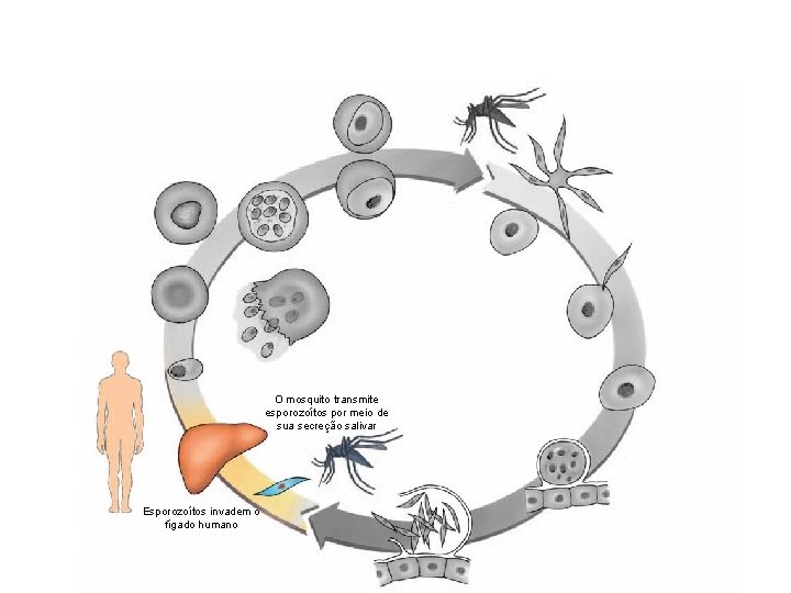 O mosquito transmite esporozoítos por meio de sua secreção salivar Esporozoítos invadem o fígado