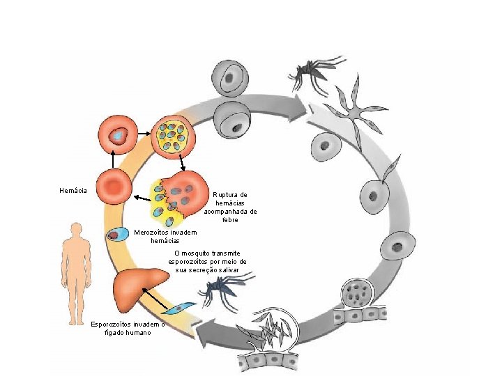 Hemácia Ruptura de hemácias acompanhada de febre Merozoítos invadem hemácias O mosquito transmite esporozoítos