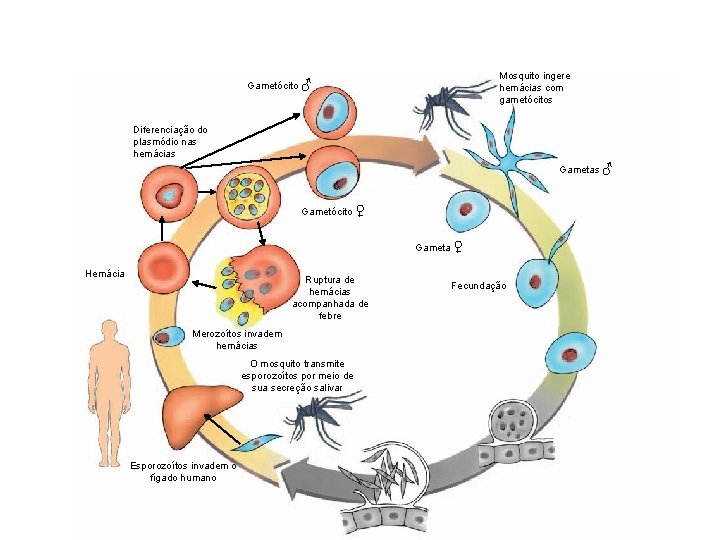 Mosquito ingere hemácias com gametócitos Gametócito ♂ Diferenciação do plasmódio nas hemácias Gametas ♂