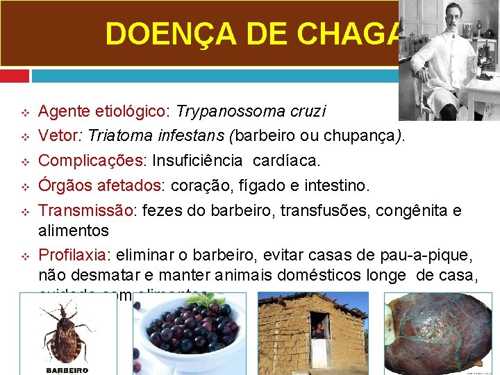 DOENÇA DE CHAGAS v v v Agente etiológico: Trypanossoma cruzi Vetor: Triatoma infestans (barbeiro