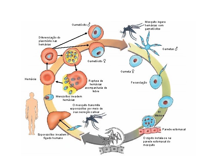 Mosquito ingere hemácias com gametócitos Gametócito ♂ Diferenciação do plasmódio nas hemácias Gametas ♂