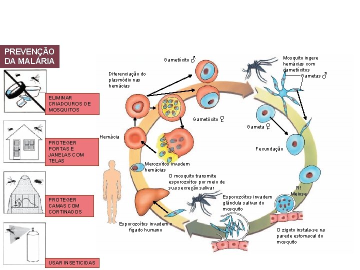 PREVENÇÃO DA MALÁRIA Mosquito ingere hemácias com gametócitos Gametas ♂ Gametócito ♂ Diferenciação do