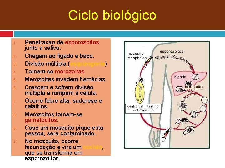 Ciclo biológico 1. 2. 3. 4. 5. 6. 7. 8. 9. 10. Penetraçao de