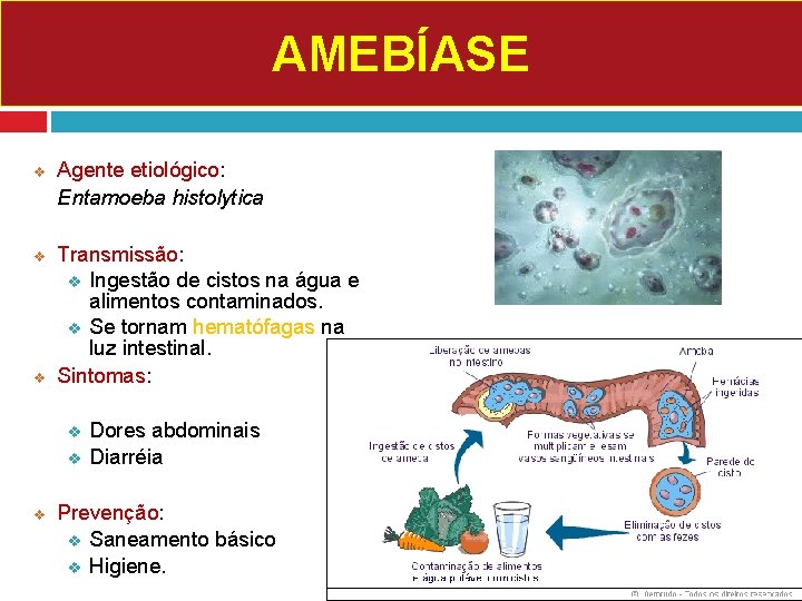 AMEBÍASE v v v Agente etiológico: Entamoeba histolytica Transmissão: v Ingestão de cistos na