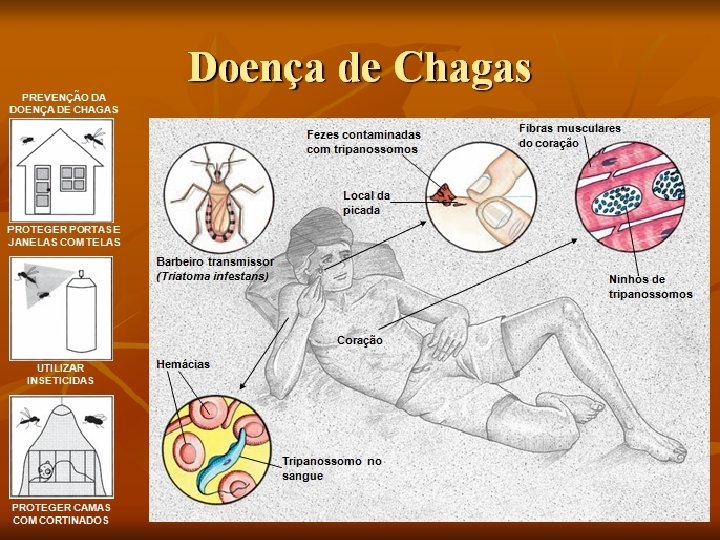 Doença de Chagas PREVENÇÃO DA DOENÇA DE CHAGAS Fezes contaminadas com tripanossomos Fibras musculares