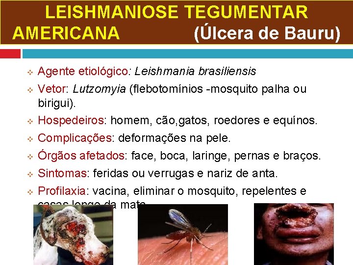 LEISHMANIOSE TEGUMENTAR AMERICANA (Úlcera de Bauru) v v v v Agente etiológico: Leishmania brasiliensis