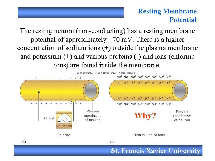 Resting Neuron Biology 201 Dr Edwin De Mont Communication I
